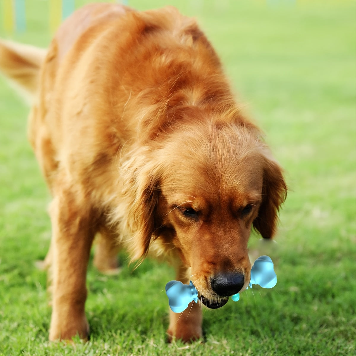 Jouet à mâcher pour chiens, résistant aux morsures, jouet en forme d'os, diverses couleurs