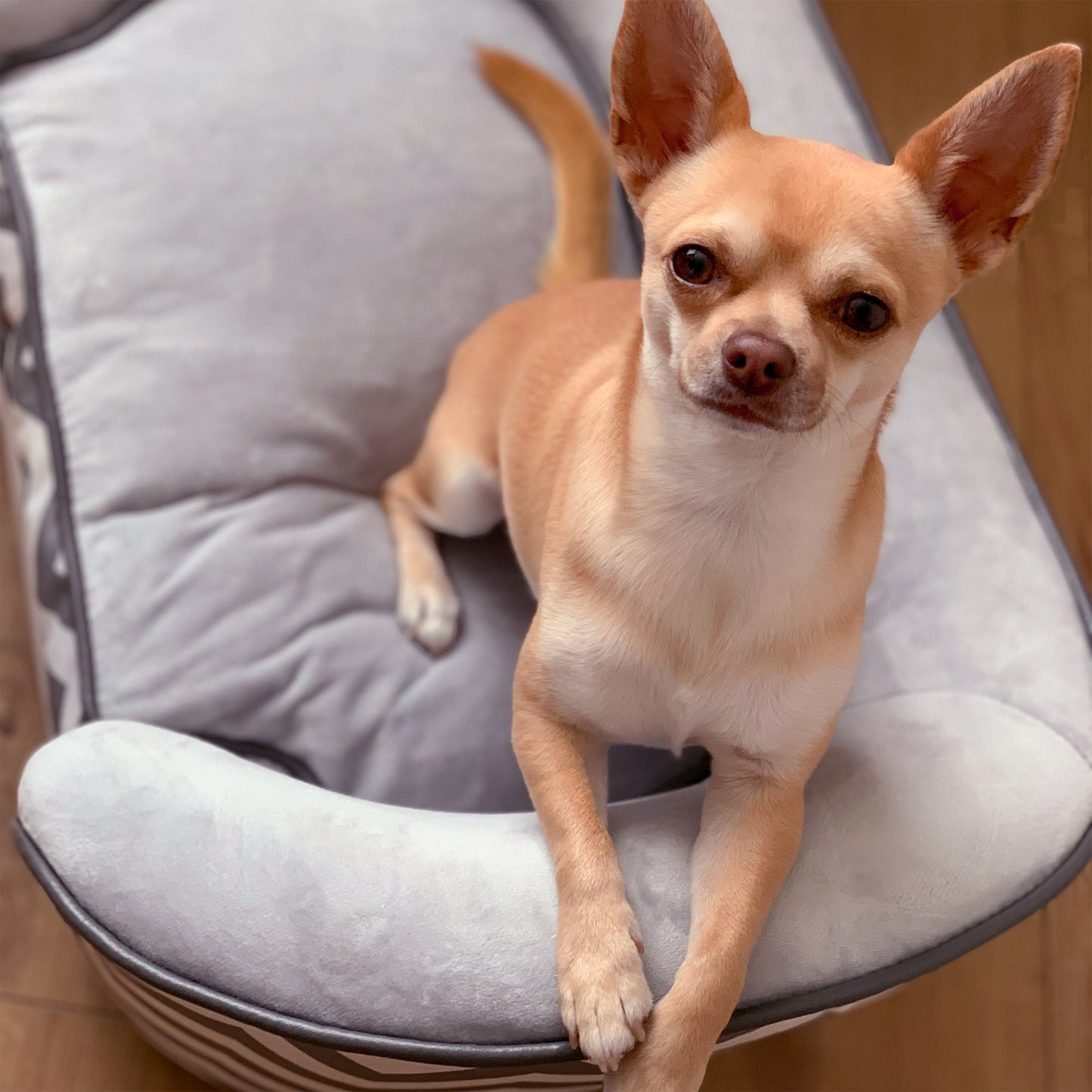 Canapé pour chien et chat, rembourré en mousse, armature en bois résistante, design moderne, gris et blanc