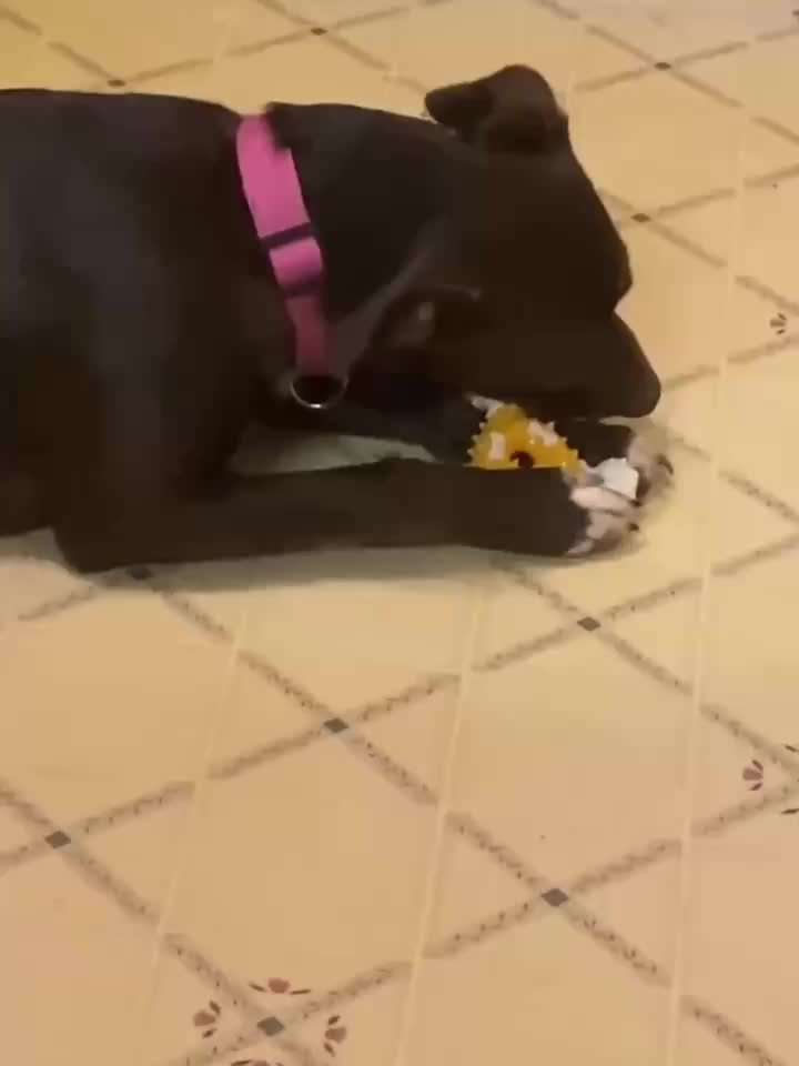 Jouet à mâcher pour chien, triangulaire, pour le nettoyage des dents, résistant aux morsures, diverses couleurs