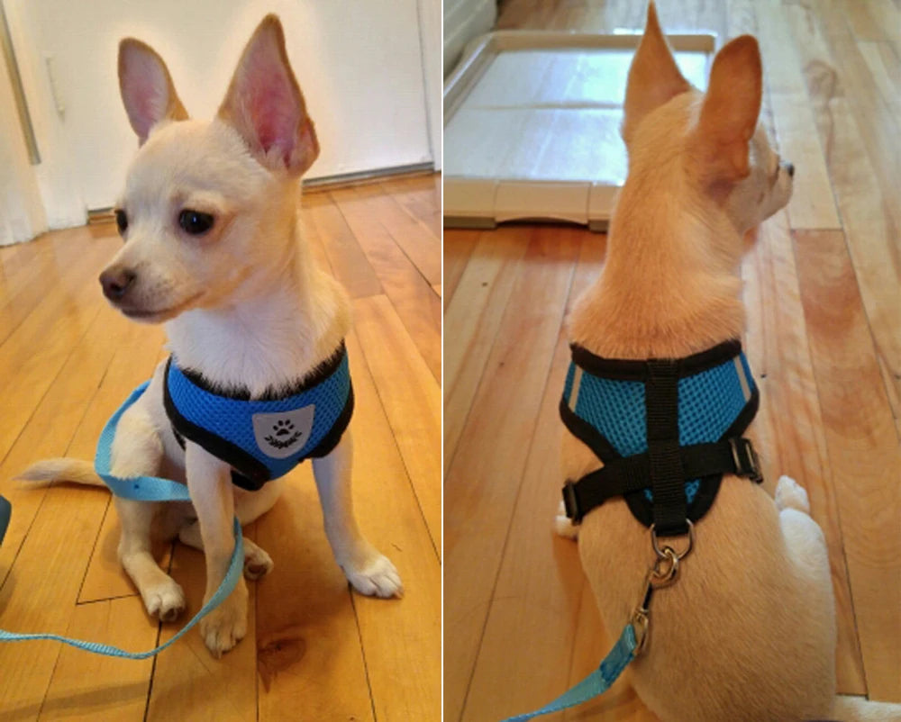 Ensemble de laisse + harnais en maille respirante pour petit chien et chien moyen, diverses couleurs