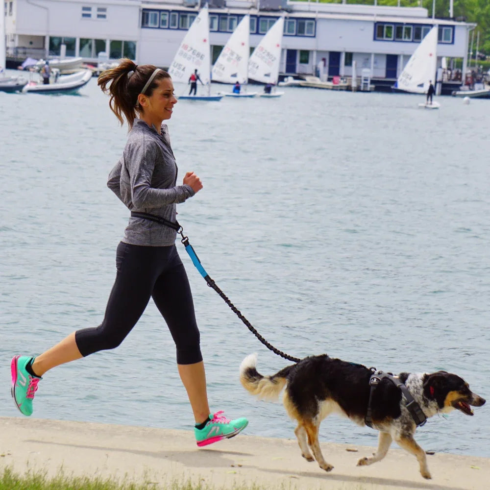 Laisse pour chien mains libres pour promenade, course à pied, jogging. Laisse réglable, ceinture abdominale, sangle thoracique, diverses couleurs