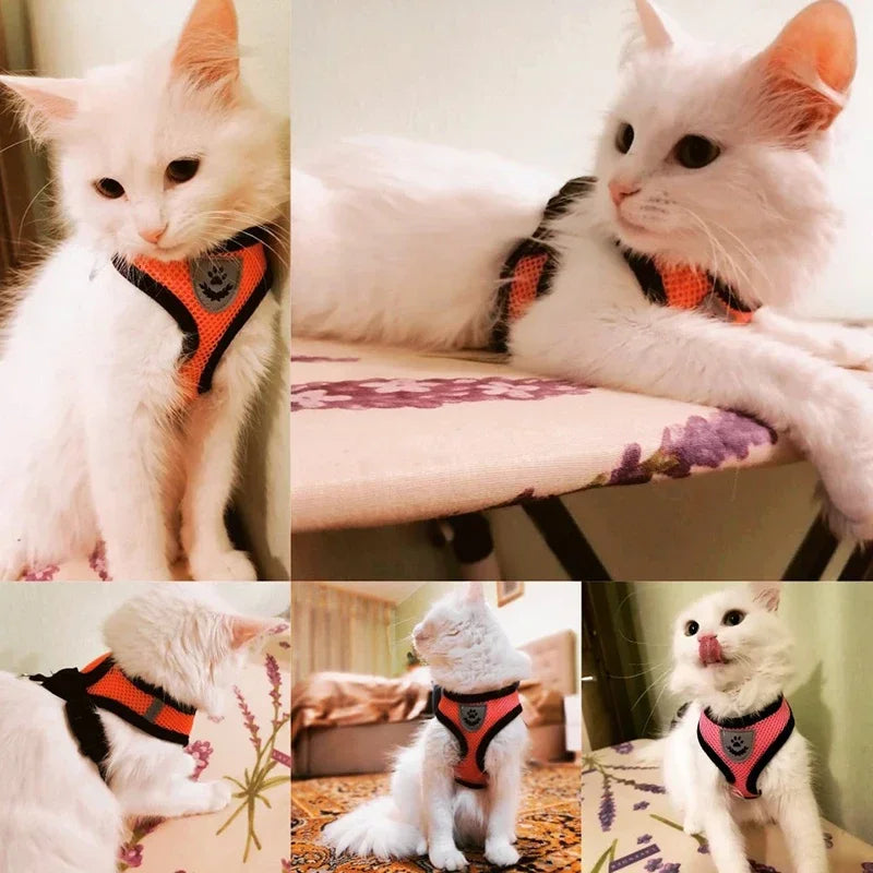 Harnais + laisse assortie, pour chat et petit chien, maille respirante et confortable, diverses couleurs