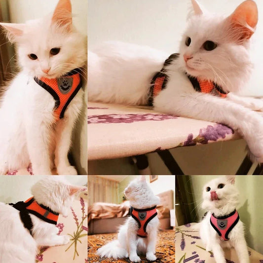 Harnais + laisse assortie, pour chat et petit chien, maille respirante et confortable, diverses couleurs