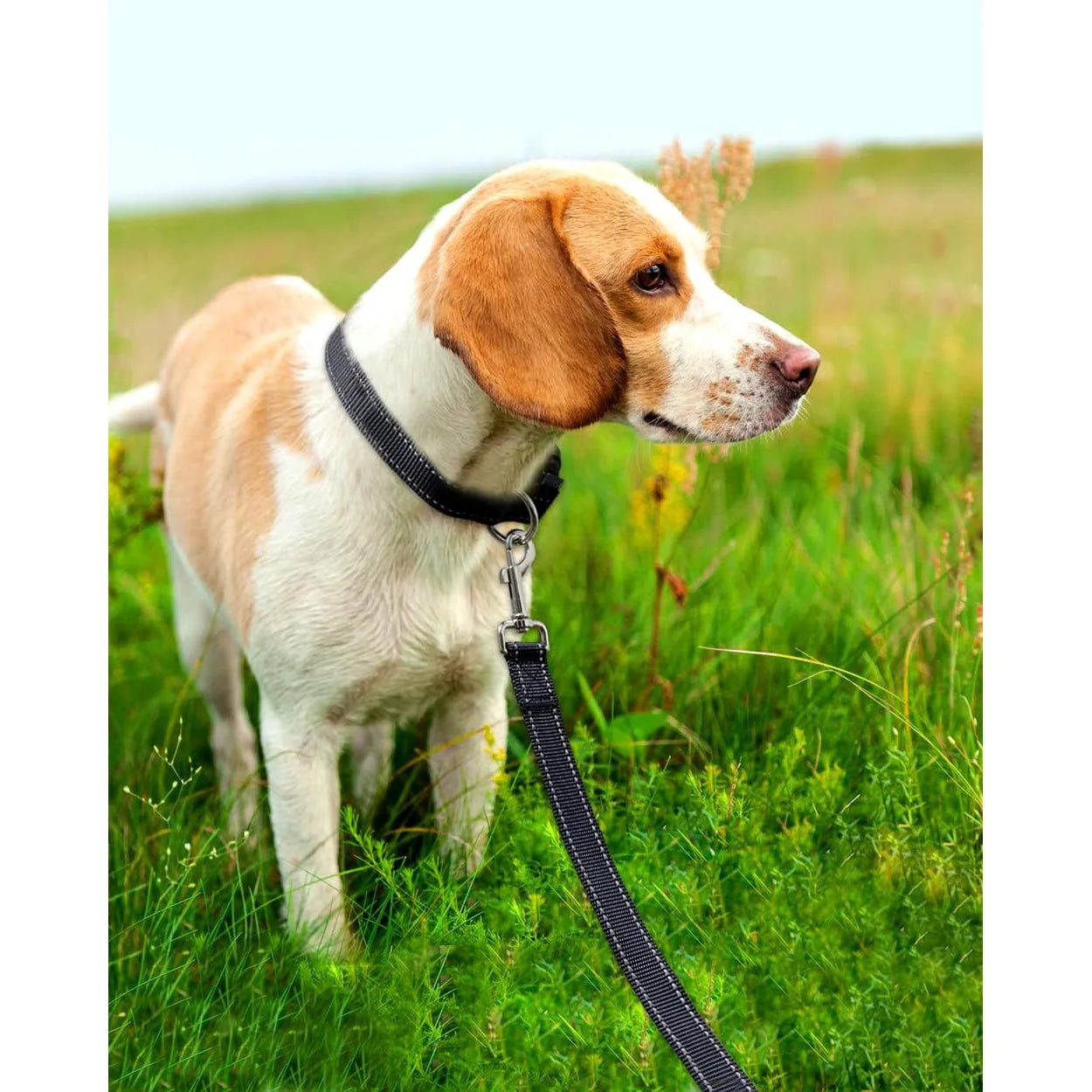 Laisse réfléchissante pour chien – Poignée rembourrée douce et confortable, idéale pour entrainements ou promenades avec votre chien, diverses couleurs
