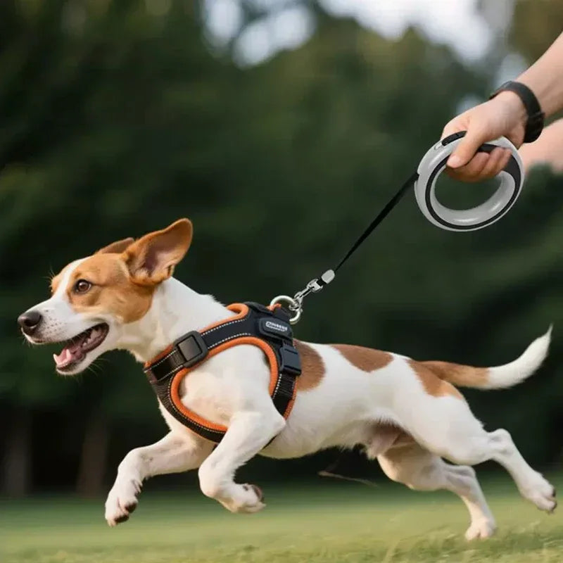 Laisse rétractable automatique pour chien, 2,5m, ergonomique, pour petit à moyen chien, diverses couleurs