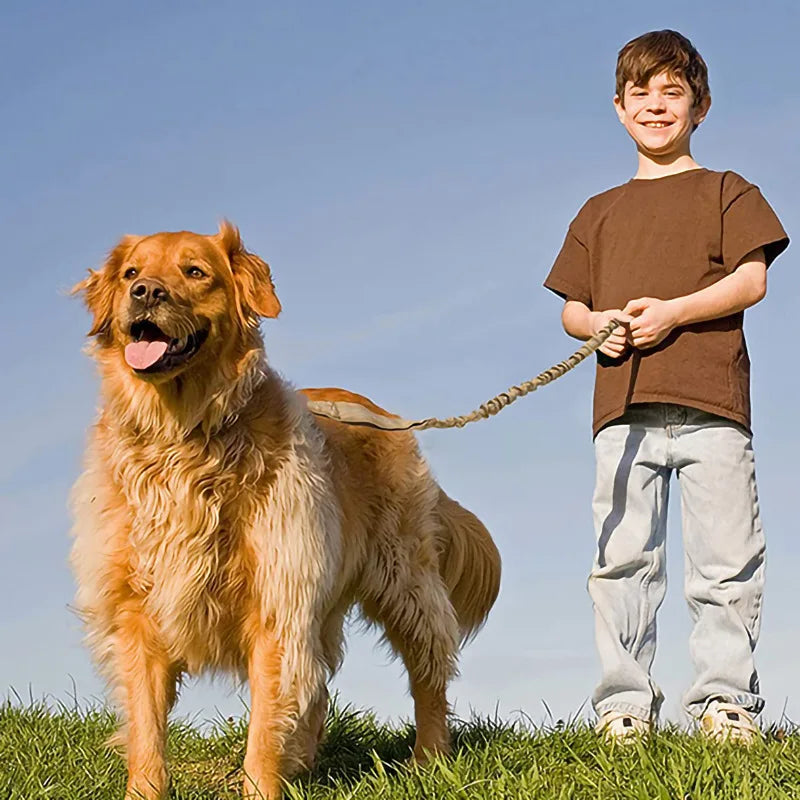 Collier et laisse de formation pour chiens de police, pour chiens moyens et grands, diverses couleurs