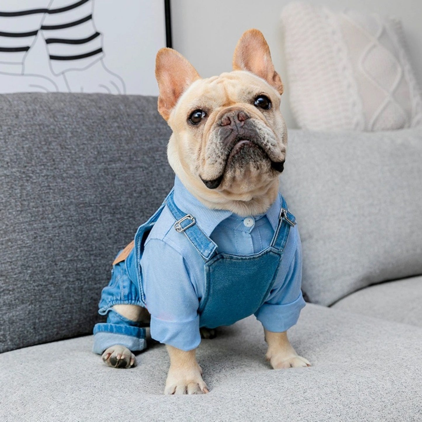 Vêtements pour bouledogue français Vêtements pour chien en simili-denim Combinaisons Manteau d'automne-hiver pour chien