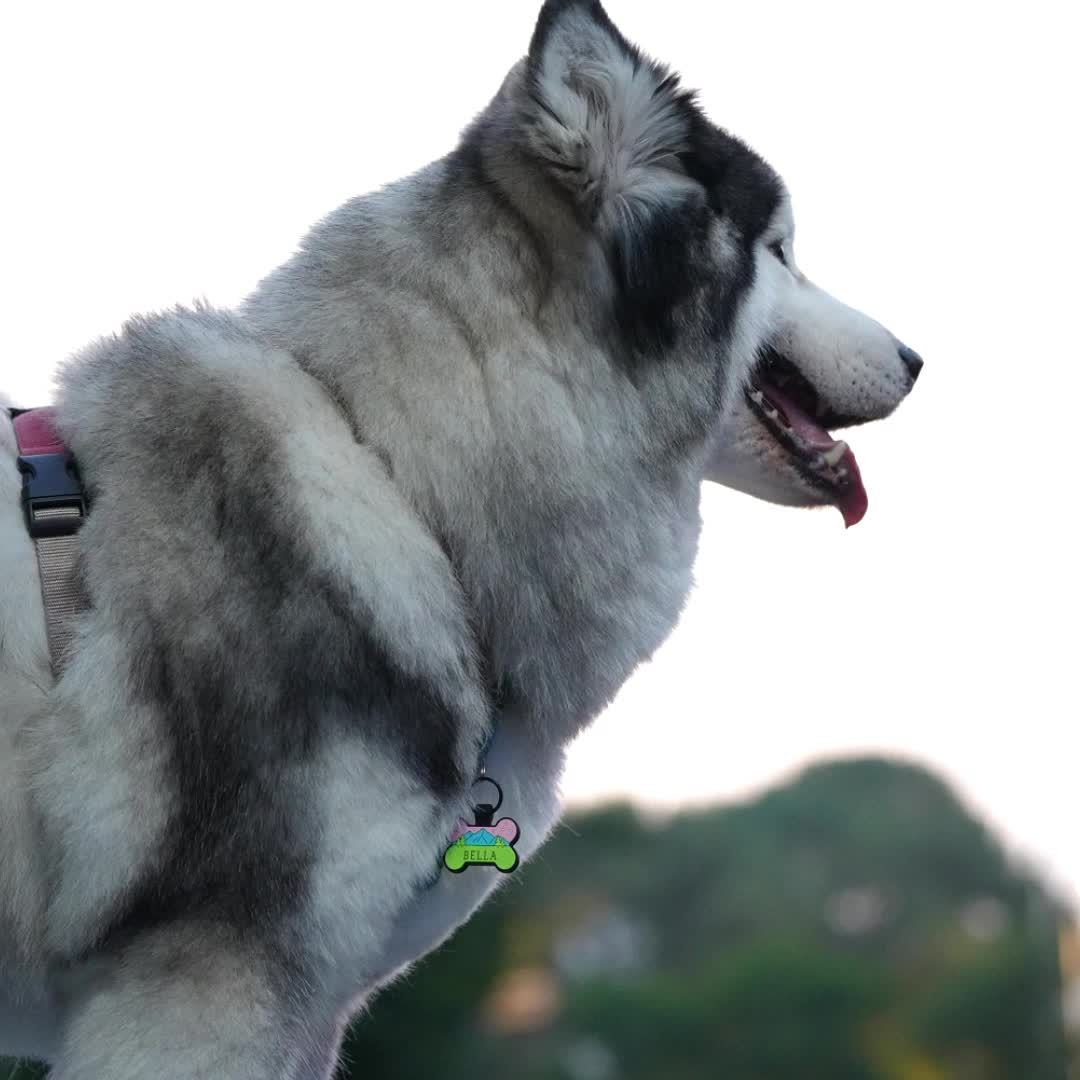 Médaille pour chien personnalisée en forme d'os, en silicone, diverses couleurs et divers motifs